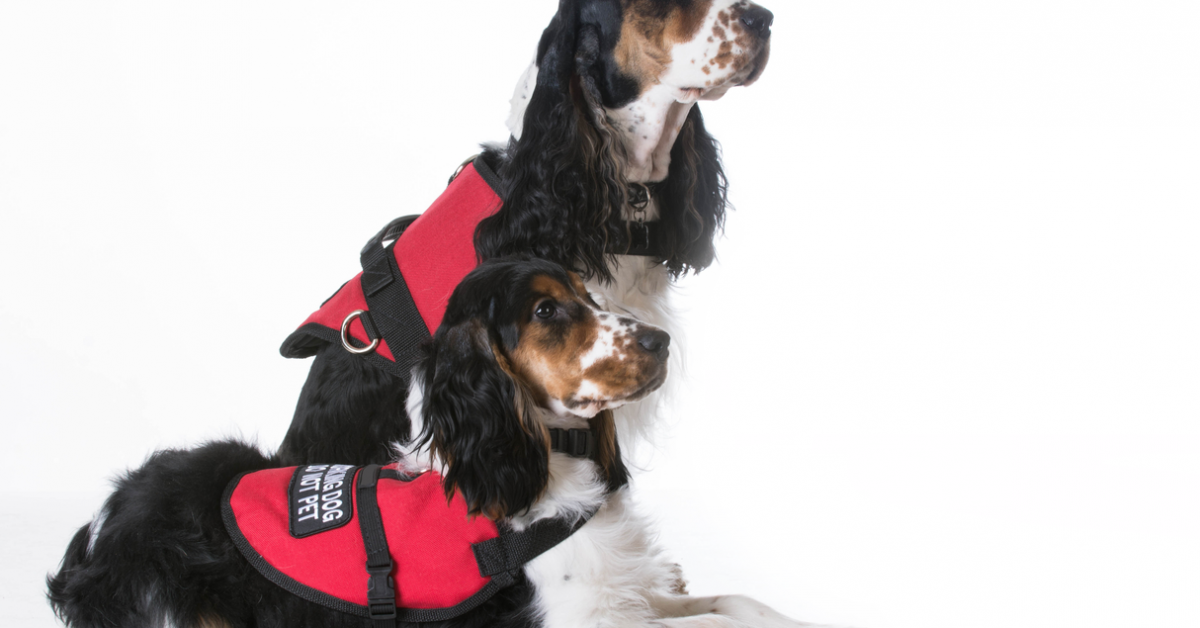 Have you considered getting a service dog? Parkinson's News Today Forums