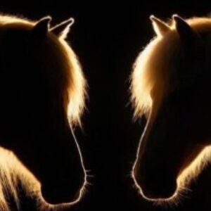 Profile photo of klm