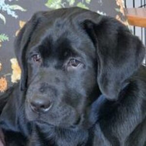 Profile photo of Gary