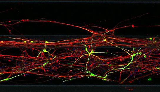 neuronsskin