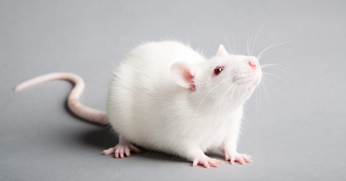 Gene Therapy Found to Prevent Parkinson’s Disease in Rats