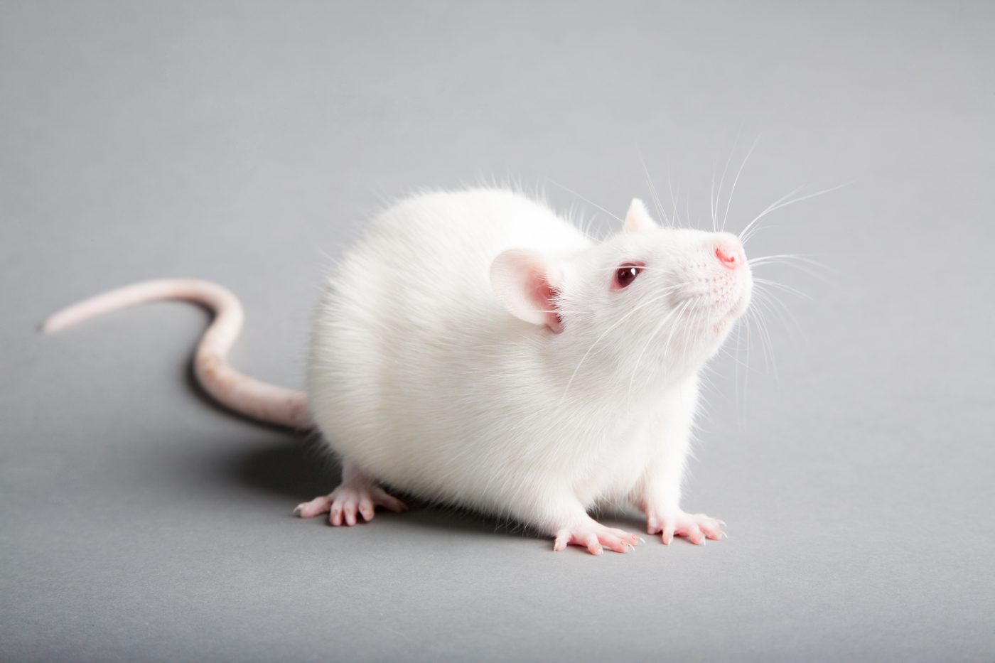 Pfizer's Inhibitor Drug Able to Reduce Neurodegeneration in Parkinson's  Disease Animal Models