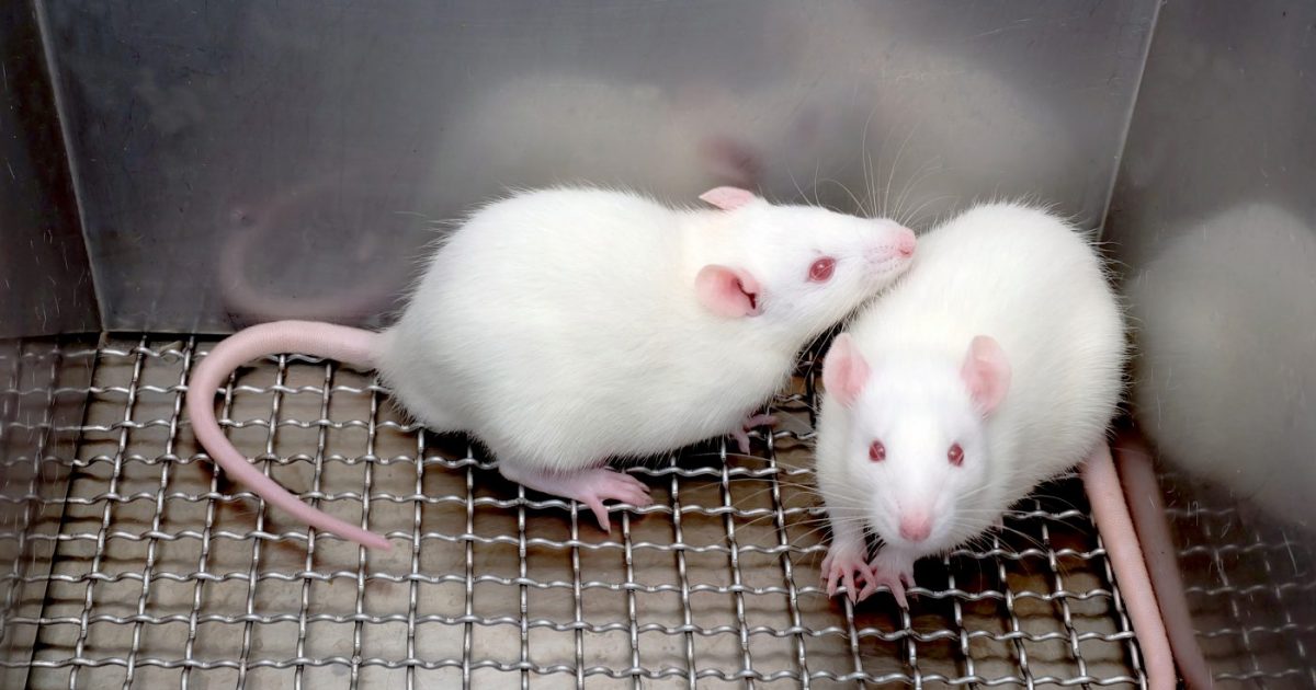 Ivermectin after food