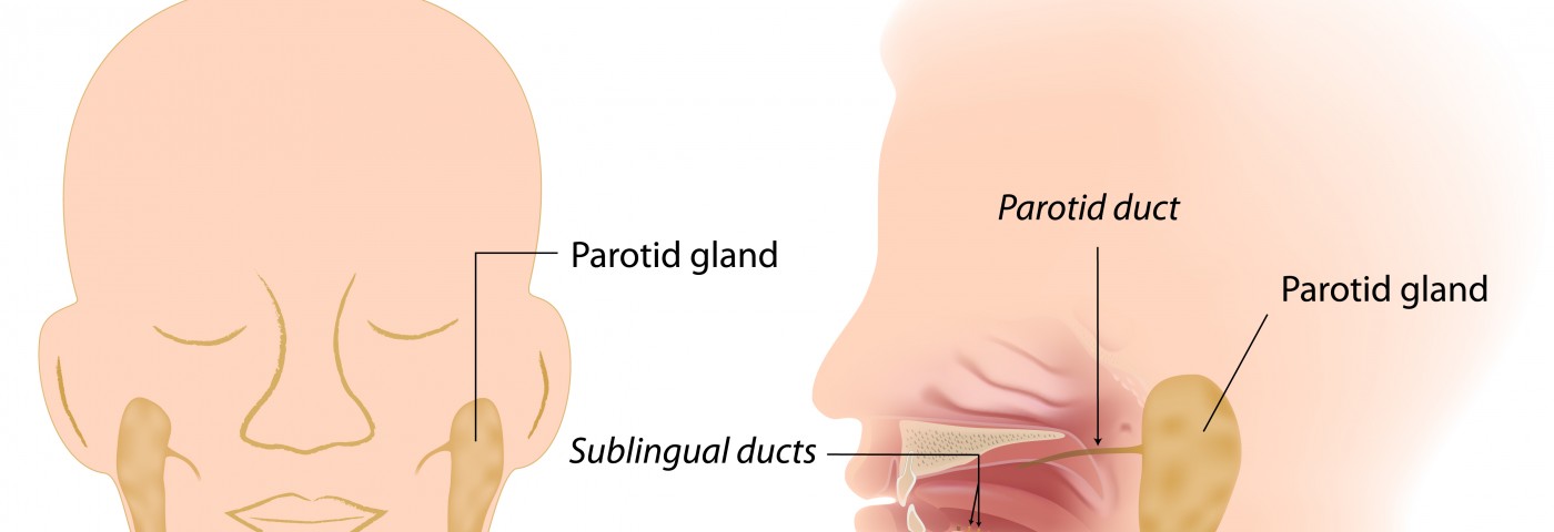 Researchers to Biopsy Submandibular Gland in Living Researchers to Biopsy Submandibular Gland in Living