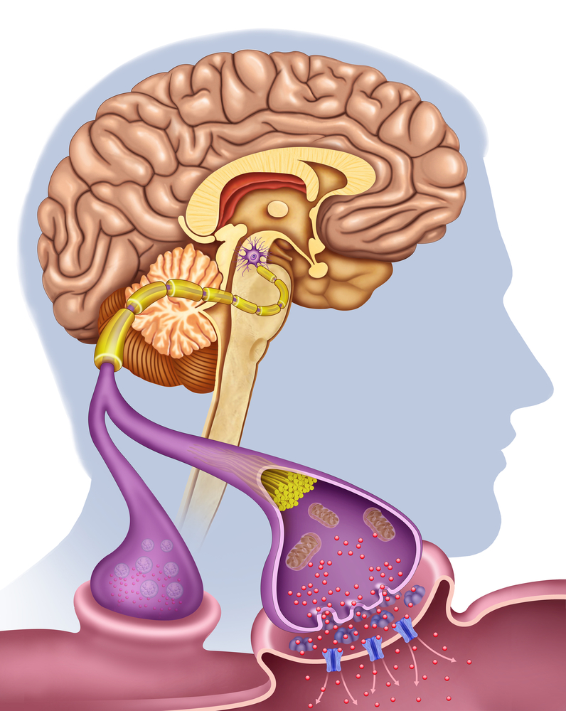 the-three-major-dopaminergic-da-pathways-in-the-brain-linked-to