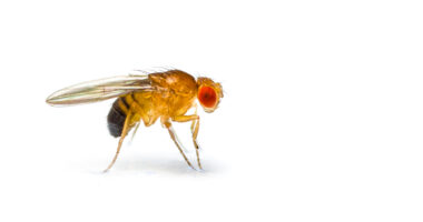 kaempferol