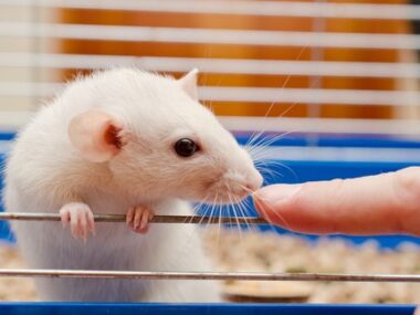 alpha-synuclein, tau