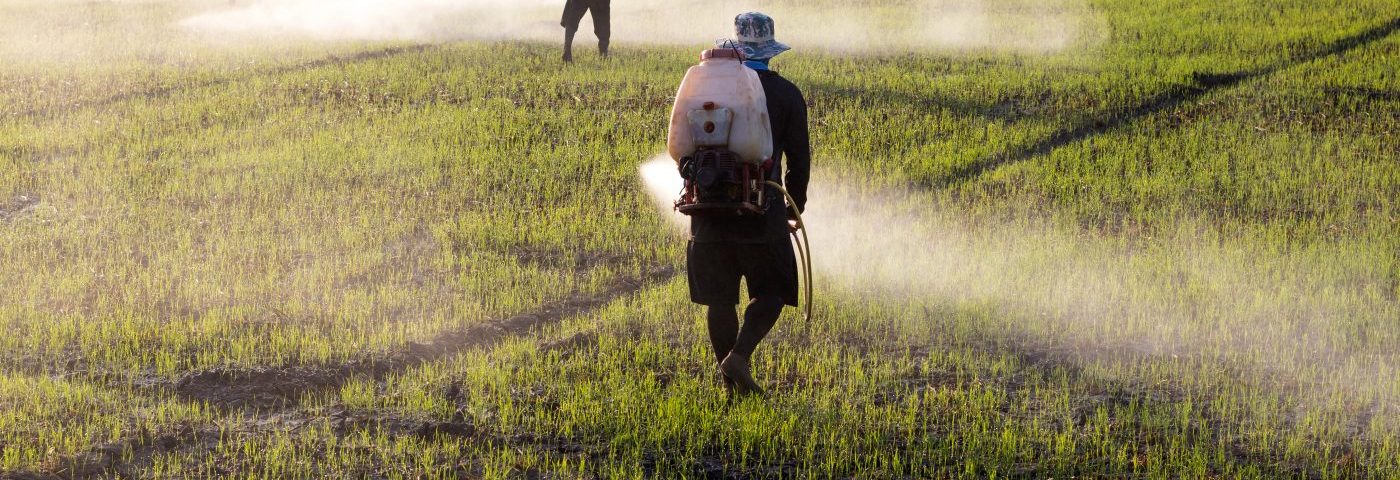 Low Doses of Herbicide and Lectins Led to Parkinsonism in Animals, Study Reports