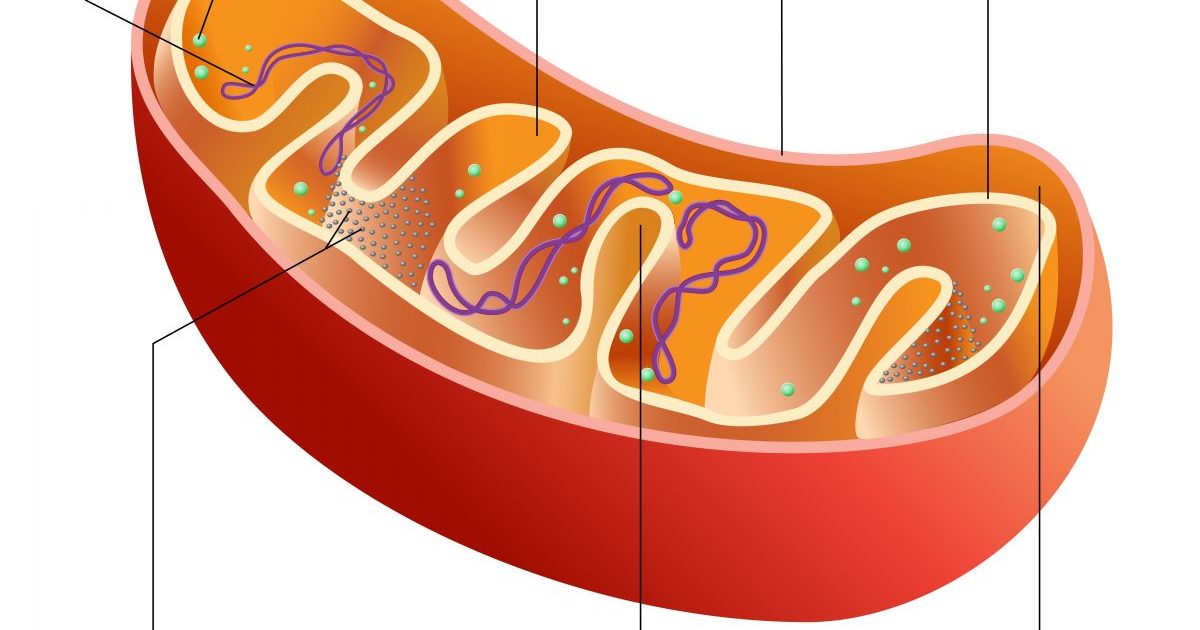 Как выглядит митохондрия рисунок
