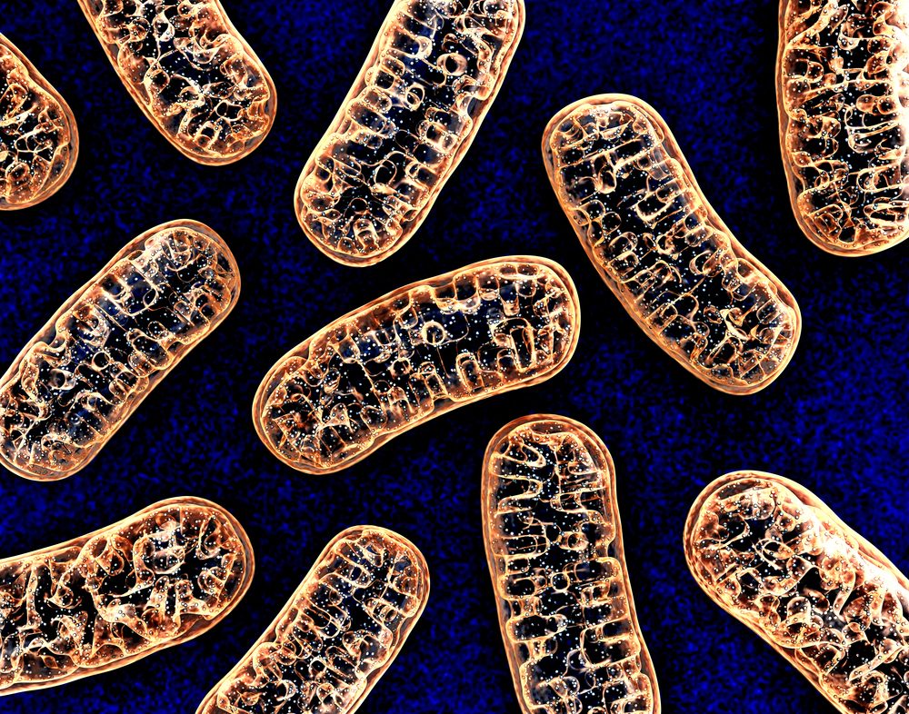 Znalezione obrazy dla zapytania mitochondria