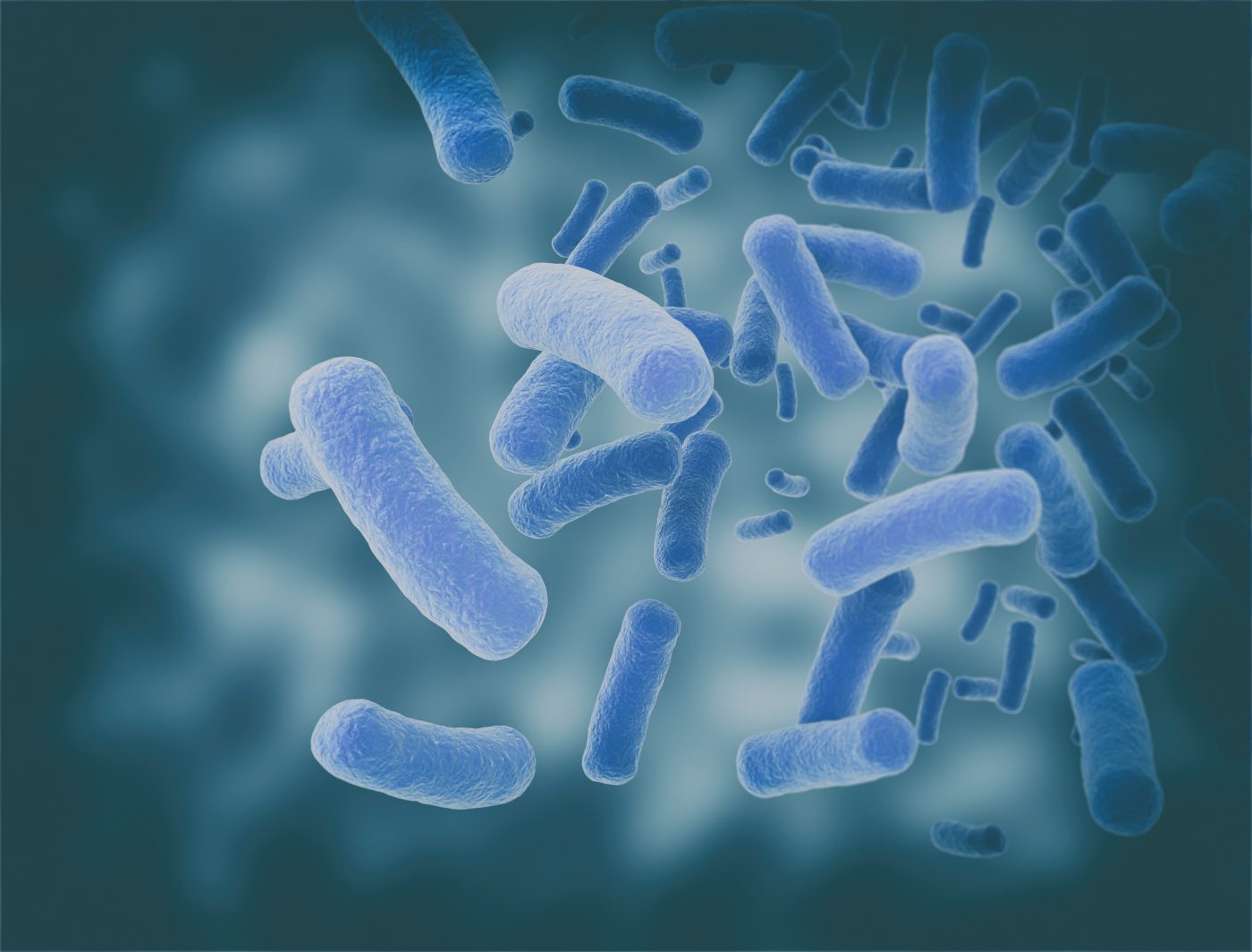 gut bacteria composition