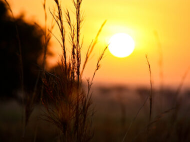 paraquat and Parkinson's