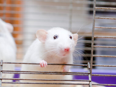 antibodies and alpha-synuclein