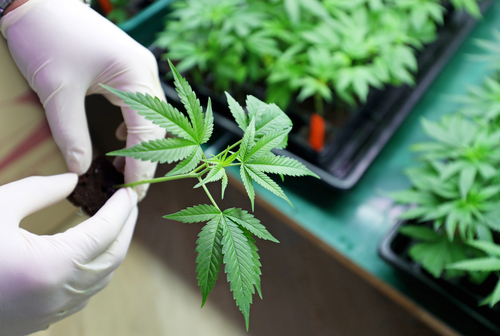 medical cannabis, survey