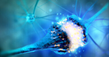 alpha-synuclein and nerve cells