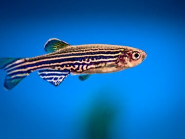 cannabinoids, zebrafish model
