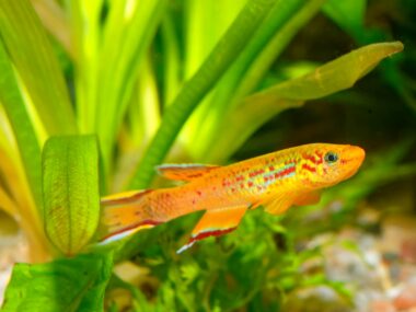 Lewy bodies and proteins