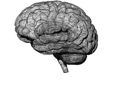organoids, mini-brain models