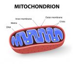 mitochondria in DNA