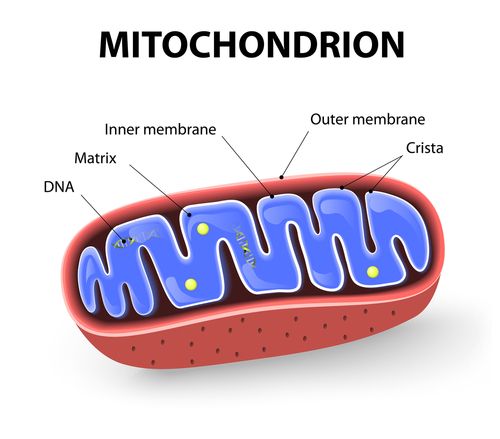mitochondria in DNA