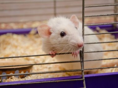 SLS-004 mouse study