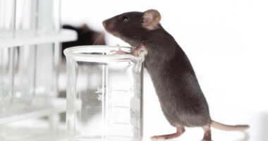 stem cell study