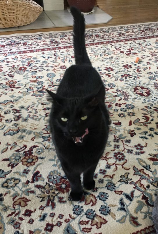Pets \ Parkinson's News Today \ A closeup of the author's black cat, Malachi.