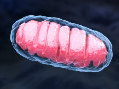 recycling of mitochondria