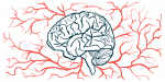 blood brain barrier cells | Parkinson's News Today | illustration of human brain