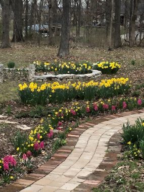 cultivating resilience | Parkinson's News Today | A stone and brick pathway winds through a lovely spring garden with daffodils and tulips blooming and bare trees in the background 