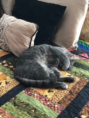 Parkinson's management | Parkinson's News Today | Dr. C's cat, Petie, is curled on his side atop a colorful quilt.
