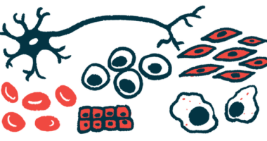 An illustration of various cells that certain stem cells are capable of replacing.