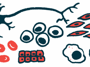 An illustration of various cells that certain stem cells are capable of replacing.