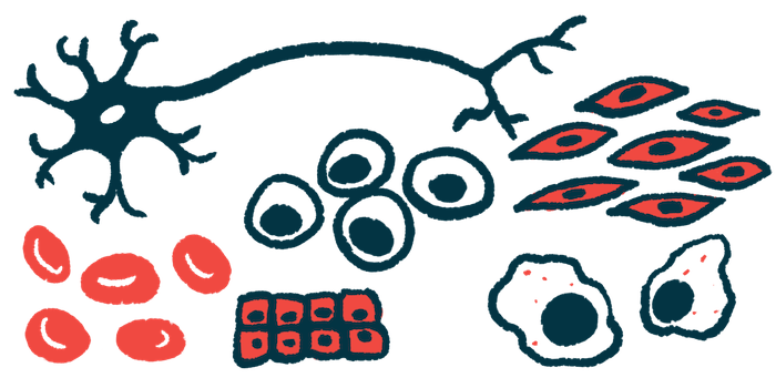 A number of types of cells, including stem cells, are shown.