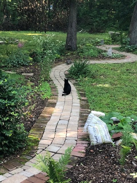 A small brick and stone path winds through a lush, green garden shaded by trees. A black cat sits in the middle of the path. 
