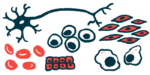 An illustration of the various cells that are targets of potential stem cell therapies.