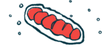 An illustration shows mitochondria.