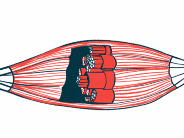 An illustration of muscles and their fibers.
