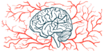 Blood vessels surround a brain.