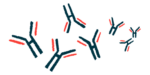 A collection of antibodies is shown.