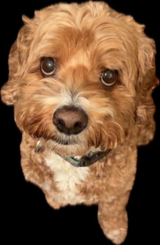 An overhead shot of a cockapoo edited to have a completely black background.
